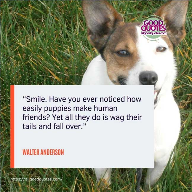 60 Good Quotes on Smiles 28 “Smile. Have you ever noticed how easily puppies make human friends? Yet all they do is wag their tails and fall over.” -Walter Anderson